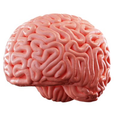 Beyin beyaz arkaplanda izole edildi