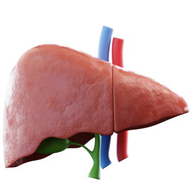 İnsan organ sistemi, 3 boyutlu illüstrasyon