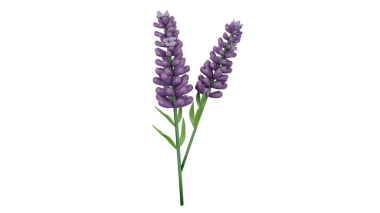 Lavanta çiçeği. Vektör illüstrasyonu