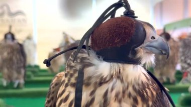 Her biri gözlerini kapayan birçok şahin Abu Dabi Avcılık ve Binicilik Sergisi 'ne sessizce tüneyerek bu antik sanatın güzelliğini ve hassasiyetini yakalar. 