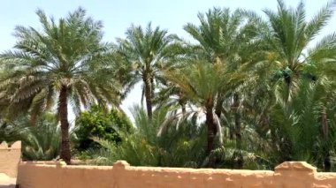 Çöldeki vahada palmiye ağaçları, çamur çitleri ve Arap tarzı miras binaları var. Doğal ve mimari güzelliğin karışımı, geleneksel çöl yaşamını vurgulayan kültürel mirasın sinematik tasviri 