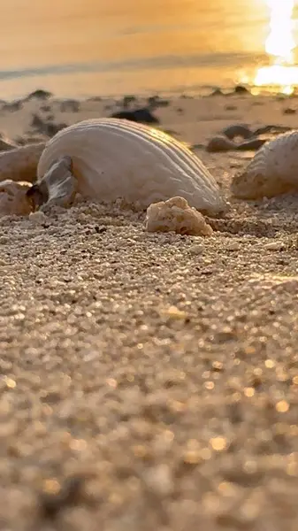 stock image On serene beach seashell sits on golden sand as sunset paints horizon with warm golden hues Slow gentle waves add to rhythmic peaceful ambiance creating picturesque scene 