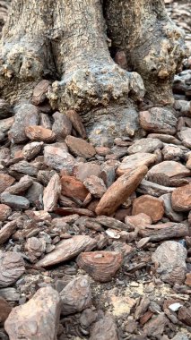 Twisted roots and scattered stones suggest desolate landscape holding dark memories forgotten by time whispers linger in air evoking feeling of something lost but never fully gone. clipart