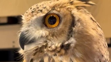  Geniş sarı gözleri merakla dolu çöl baykuşu, BAE 'nin vahşi doğasının gizemini ve bilgeliğini temsil ediyor. Evcilleştirilmemiş güzelliğin ve kültürel önemin sembolü. 