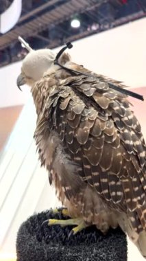 Falcon, keskin pençeleri levreği, gözlerini kapayan kapüşonuyla sakince oturur Ebu Dabi av ve binicilik sergisinde sergilenen çarpıcı beyaz kuş, zarafet ve güç yayar 
