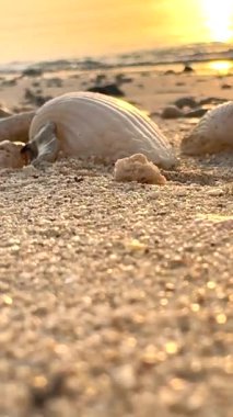 Sahil kenarında deniz kabuğu altın kumda otururken günbatımı sıcak altın renkler ile ufuk çizer Yavaş yumuşak dalgalar ritmik barışçıl atmosfere eklenir 