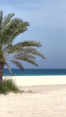  Çerçevelenmiş güzel bir sahil manzarası, bereketli palmiye yaprakları, altın kum ve turkuaz deniz. Tropikal kaçış ve doğal rahatlama için mükemmel. Palmiye yaprakları ve denizle çarpıcı plaj sahnesi.