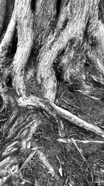 Çarpık kökler, tek renkli arazide karanlık zemin boyunca yayılmış. Pürüzlü dokular baskın, kurumuş yapraklar açığa çıkmış kökler arasında yayılarak organik desenler oluşturuyor..