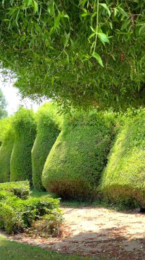 Mavi gökyüzünün altında yeşil ağaçlar parlak doğal gölgeler oluşturan güneş ışığıyla inşa edilmiş bahçe manzarası yaratıyor..