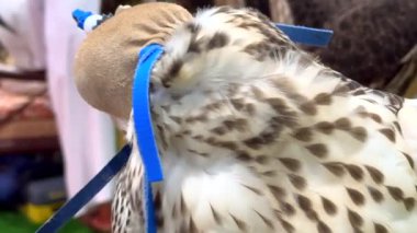 Kukuletalı ve sakin, şahin hareketsiz duruyor, ama gücü çok açık. Abu Dabi Avcılık ve Binicilik Sergisi 'nde bu görkemli kuş, şahin sanatında ustalaşmak için sabır ve beceri gösteriyor..