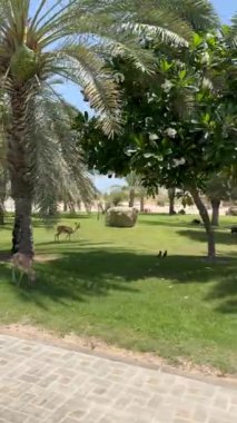 Çimen, geyik ve kuşların huzur içinde dolaştığı yeşil bir park. Park gösterilerinde sakin bir vahşi yaşam sahnesi. Sinema videosu doğal güzellikleri, geyikleri, kuşları sükunetin tadını çıkarıyor.