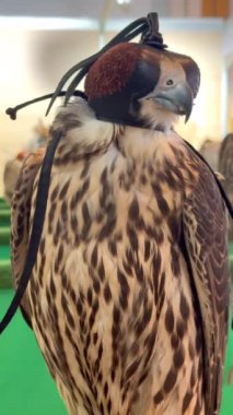 Kapüşonlu şahinler Abu Dabi Avcılık Sergisi 'nde sessizce oturuyorlar. Bu görkemli kuşlar, sakin bir şekilde bir sonraki uçuşlarını bekliyorlar. Zamansız geleneği ve doğancılık disiplinini simgeliyorlar. 