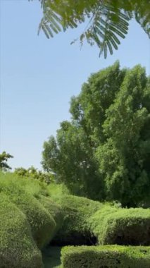 Çitler ve ağaçlar yemyeşil ekosistem uyumu göstererek gelişir. Dikey video