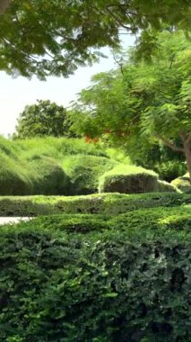 Yemyeşil yapraklı ağaçlar biyolojik çeşitlilik merkezini şekillendirir. Dikey video