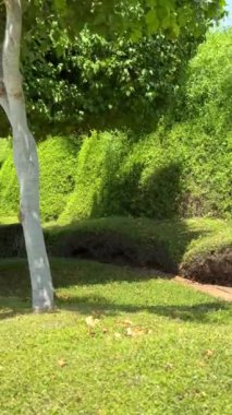 Çitlerle çevrili ağaçlarla çevrili yol yeşil taş kaldırımlar arasında temiz bir sınır oluşturuyor. Açık hava manzarası, doğal yeşillik dokularının kentsel peyzajı arasındaki zıtlığı yakalar. Dikey video