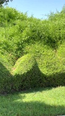 Çalılıklar düzgün şekiller, canlı yeşil renk, eko-uyumu teşvik eden dikey görüntü.