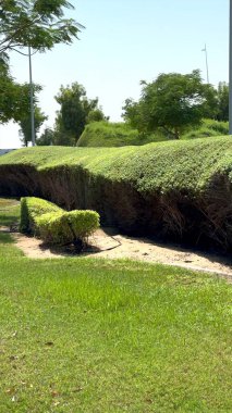 Hedges outline sustainable greenery, vibrant green tones, ecosystem harmony prevails. clipart