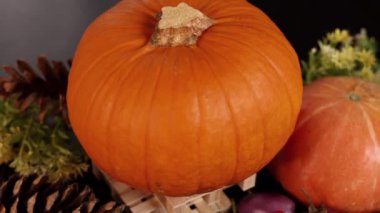 Balkabağı, çam kozalaklarıyla çevrili ahşap tezgahta oturuyor. Yeşillik, sonbahar hasat hissini çağrıştırıyor. Sıcaklık, doğal kırsal hava mevsimsel atmosfer katıyor, sonbahar şenliği için ideal..