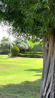  Park, yeşil çimlerde kök salmış büyük kahverengi ağaç gövdesi, çevre koruma çalışmaları devam ediyor..