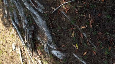 Tree roots stretch across dirt ground, dry leaves scattered on surface. Small patches of green grass grow amidst rough bark roots, creating natural textures of earthy tones. clipart