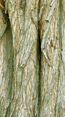 Greenish-brown bark texture with deep vertical ridges creates an earthy feel. Ideal for nature backgrounds, eco-themed projects, or organic design elements. clipart