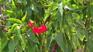 Kelebekli çöl vahası. Yeşil çalılar ve çimenler. Çiçeklerin etrafında dans eden bir sürü kelebek. Bu huzurlu sığınak çölün ortasında hayat ve renk patlaması sunuyor..