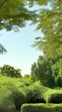 Canlı yeşil çalılar, dingin doğal çevreyi geliştiren ağaçlarla birleşir. Dikey video