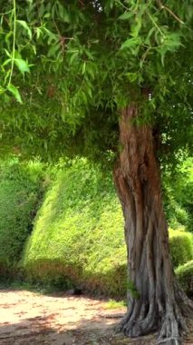 Park, uzun kahverengi ağaç gövdesi yemyeşil yaprakların altında, çevre dostu dikey video manzarası