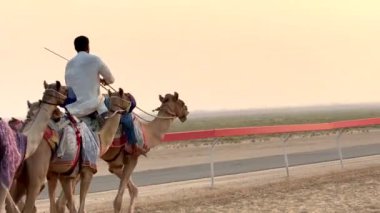 Beyaz cüppeli deve binicisi kırmızı pist bariyeri boyunca desenli battaniyelere sarılı develere önderlik ediyor. Yumuşak bej rengi gökyüzü develerin üzerine sıcak bir ışık saçıyor ve arkasında yeşil bir çöl var..