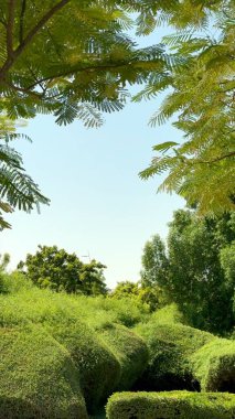 Canlı yeşil çalılar, dingin doğal çevreyi geliştiren ağaçlarla birleşir..