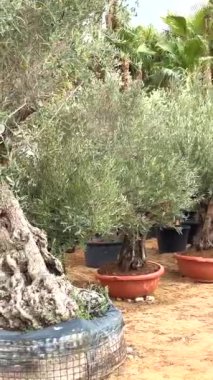 Karmaşık şekilli zeytin ağaçlarının pazarı, sürdürülebilir peyzaj seçenekleri sunan pazar, ekolojik bilinçli kentsel alanları cesur, yenilikçi tasarımlarla geliştiren zeytin ağaçları.