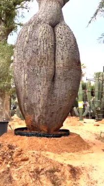 Kentsel peyzaj için nadir baobab ağaçlarıyla dolu pazar, cesur ağaç çözümlerini destekleyen pazar, türler yenilikçi eko-bilinçli alanlar için sürdürülebilir tasarımlar yaratıyor.