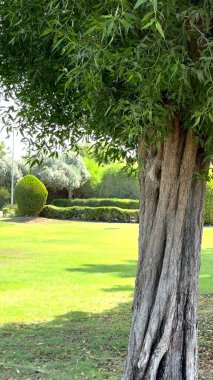 Park, yeşil çimlerin üzerinde yükselen olgun kahverengi ağaç, ekolojik bilinç düzeyi gelişiyor..