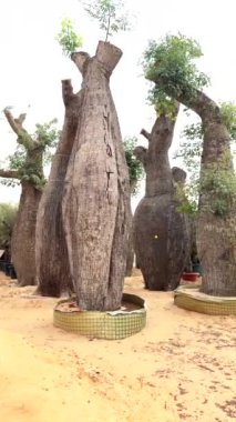 Eşsiz baobab ağaçları pazarı, ender ağaç çeşitleriyle dolu pazar, sürdürülebilir kentsel peyzaj için mükemmel cesur tasarımları olan ekolojik bilinçli alıcılar..