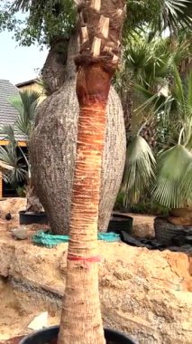 Ağaç koruma girişimleriyle piyasa gelişiyor, verimli palmiye ağaçları bakımı ve bakımı teşvik ediliyor. Ağaçlar için cesur koruma teknikleriyle sürdürülebilir peyzaj şekillendirme pazarı.