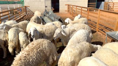 Çiftlikteki koyunlar çöl koşullarına uyum sağlarlar ve sağlam bir ekosistem içinde büyürler. Çiftlik, eko-dost kırsal ekosistem içinde dayanıklılık ve uyum sağlayan sürdürülebilir bakım ile koyun yaşamını destekliyor..