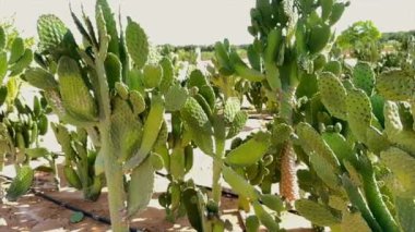 Eco Farming BioFarm 'daki Kaktüs verimli su kullanımı sergiliyor. Gelişen kaktüsler, sürdürülebilir tarım uygulamalarına odaklanan Eco Farming BioFarm 'ı vurguluyor. Yeşil yenilik kavramı.