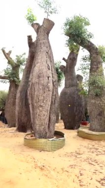 Eşsiz baobab ağaçları pazarı, ender ağaç çeşitleriyle dolu pazar, sürdürülebilir kentsel peyzaj için mükemmel cesur tasarımları olan ekolojik bilinçli alıcılar..
