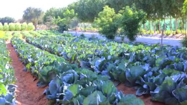 Güneş ışığı altındaki biyokol boyunca yayılmış lahana sıraları, parlak ağaçlarla çevrili güneş ışığı altında parlayan zengin yeşil yapraklar. Lahana sıraları verimli topraklarda gelişiyor, biyolojik silah tazeliği kavramını çağrıştırıyor..
