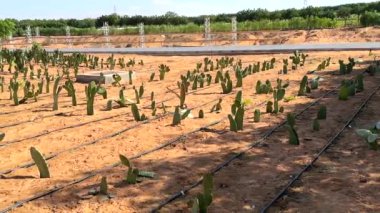 Çevresel bakımı vurgulayan Eco Farming BioFarm 'daki Kaktüs. Dayanıklı bitkiler ekolojik sürdürülebilirliğin Eco Farming BioFarm vizyonuyla hizalanır. Eko-bilinçli tarım kavramı.