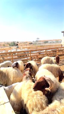 Çiftlikteki koyunlar çöle adapte olurlar, sürdürülebilir ekosisteme katkıda bulunurlar. Çiftlik koyunların refahını arttırır, dayanıklı ve dengeli tarım ekosistemi yaratır.. 