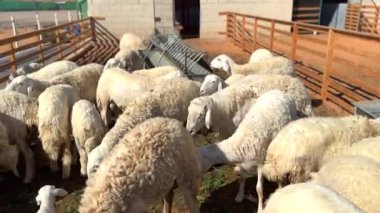 Çiftlikteki koyunlar verimli topraklarda özgürce dolaşır, doğal ekosistemde gelişir. Çiftlik, koyunları dikkatli yöntemlerle, eko-dost kırsal ekosistemde uyum ve biyolojik çeşitliliği sağlayarak sürdürüyor..