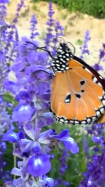 Dikey ekran: Lavanta ve kelebek, çeşitli ekosistemi zenginleştirerek dengeyi somutlaştırır. Zarif lavanta yaprakları kelebeği besliyor, gelişen ekosistem bağlantıları içindeki uyumu yansıtıyor..