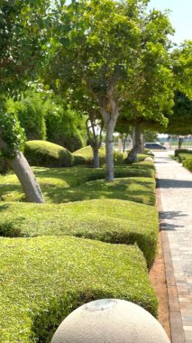 Ağaçlar parlak güneş ışığı altında çitlerin üzerinde yükselerek park yolunu kapatıyorlar. Sahne, yapılandırılmış bitkilerin doğal çevresinin huzur dolu bir parkta birleştirildiği bir manzara yakalıyor.. 