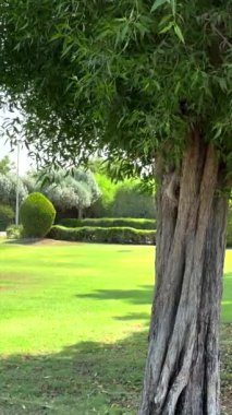 Park, yeşil çalılarla çevrili eski kahverengi ağaç, biyolojik çeşitliliğin yükseldiği yaşam alanı. Dikey video