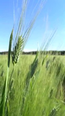 Biyoçiftliklerdeki buğday çorak bölgelerde gelişiyor, sürdürülebilir çiftçilik sergileniyor. Biyoçiftlikler buğday ekimi ve çevre dostu tarımı sağlamak için su tasarruflu teknikler kullanır. Sürdürülebilir tarım kavramı.