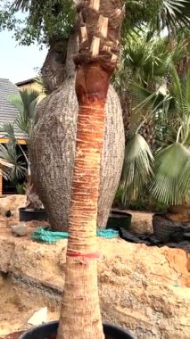 Ağaç koruma girişimleriyle piyasa gelişiyor, verimli palmiye ağaçları bakımı ve bakımı teşvik ediliyor. Ağaçlar için cesur koruma teknikleriyle sürdürülebilir peyzaj şekillendirme pazarı.