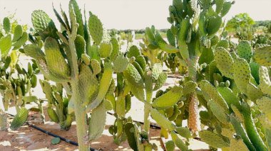 Eco Farming BioFarm 'daki Kaktüs verimli su kullanımı sergiliyor. Gelişen kaktüsler, sürdürülebilir tarım uygulamalarına odaklanan Eco Farming BioFarm 'ı vurguluyor. Yeşil yenilik kavramı.