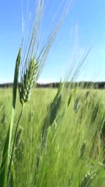 Biyoçiftliklerdeki buğday çorak bölgelerde gelişiyor, sürdürülebilir çiftçilik sergileniyor. Biyoçiftlikler buğday ekimi ve çevre dostu tarımı sağlamak için su tasarruflu teknikler kullanır. Sürdürülebilir tarım kavramı.