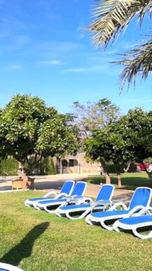 Mavi şezlonglar, yemyeşil yemyeşil, canlı palmiye ağaçları, gevşemek ve tropikal inzivaya çekilmenin keyfini çıkarmak için sakin bir açık hava rahatlama alanı yaratıyor..